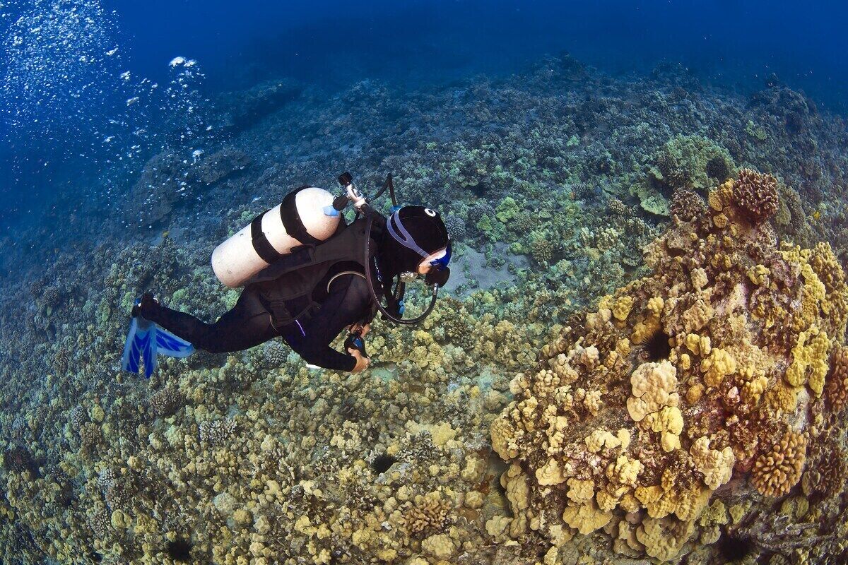 A diver underwater with a camera, surrounded by coral formations.