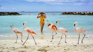 Una spiaggia con fenicotteri e una persona in costume giallo.