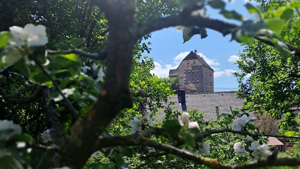 Un jardin où s’épanouissent des fleurs, avec un bâtiment en arrière-plan.