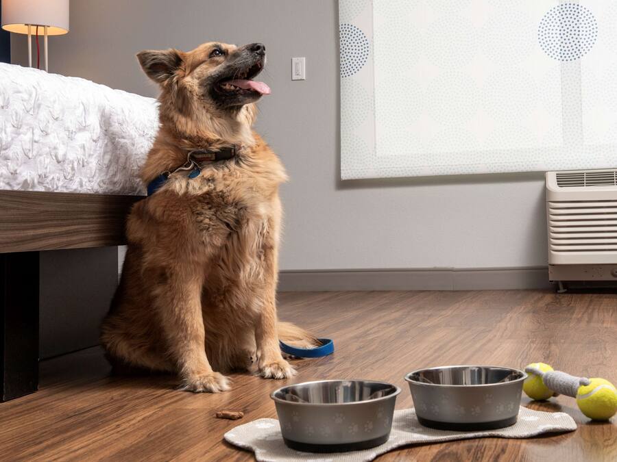 A dog sitting on a wooden floor with two metal bowls and a toy.