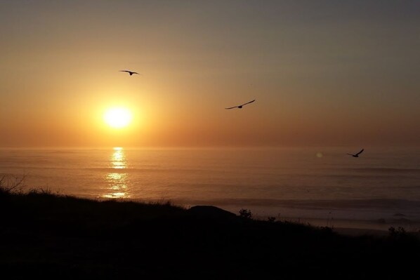 Un coucher de soleil sur l’océan, avec les silhouettes d’oiseaux en vol.
