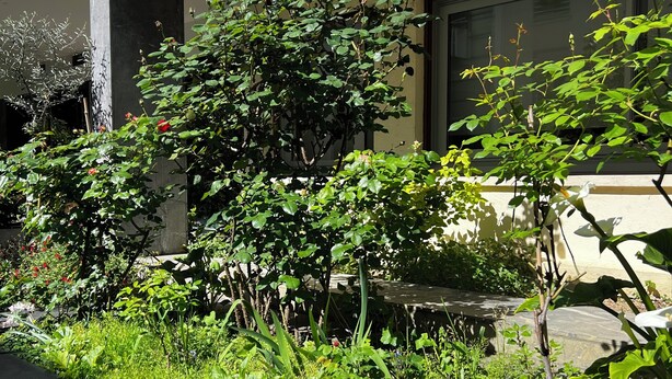 Un'area giardino con diverse piante e un vialetto lastricato di fronte a un edificio con facciata in marmo.