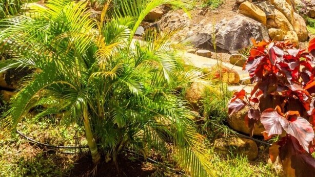 A modern house with a wooden exterior, surrounded by lush tropical vegetation and a well-maintained garden. - ---- LOVE DESHAIES 2 --- (DESHAIES)