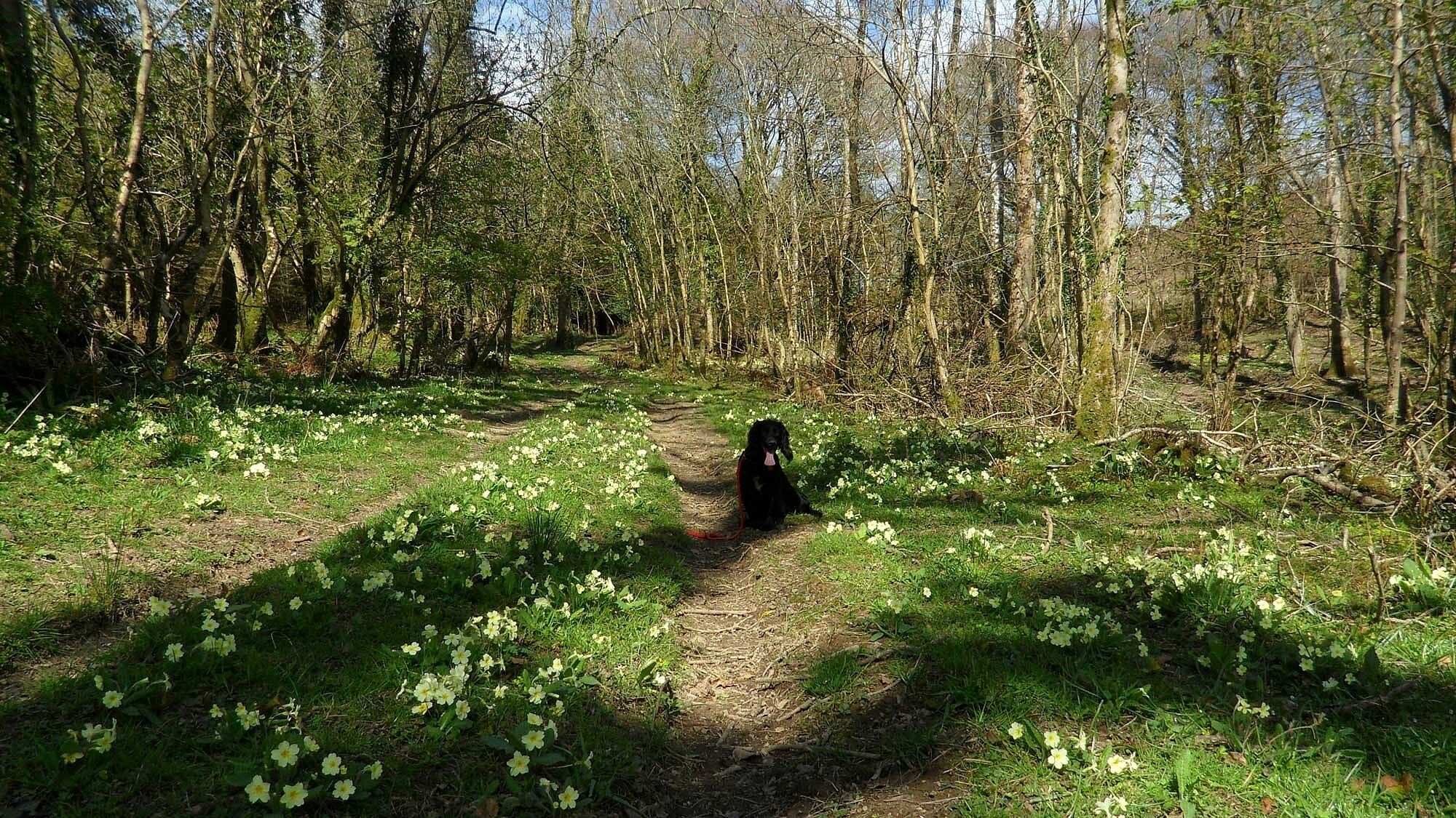 Dog walking in our private woods
