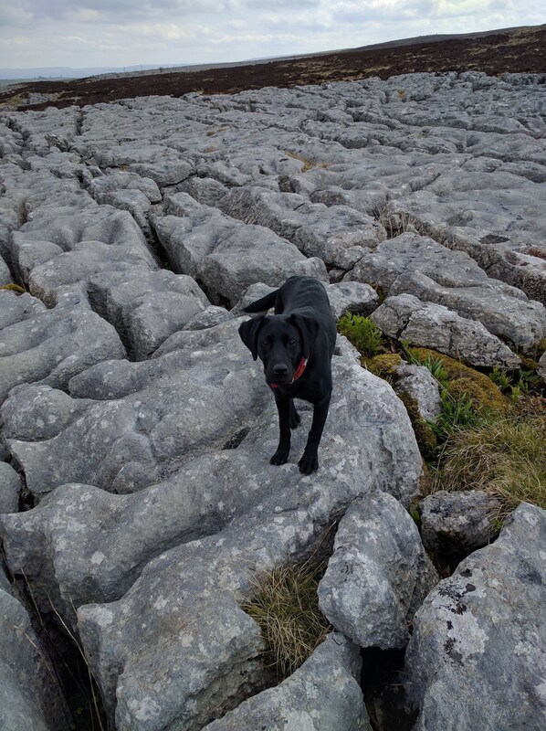 A black dog standing on rocky terrain with sparse vegetation. - Charming, cosy cottage. Family and dog friendly. (Hartley)