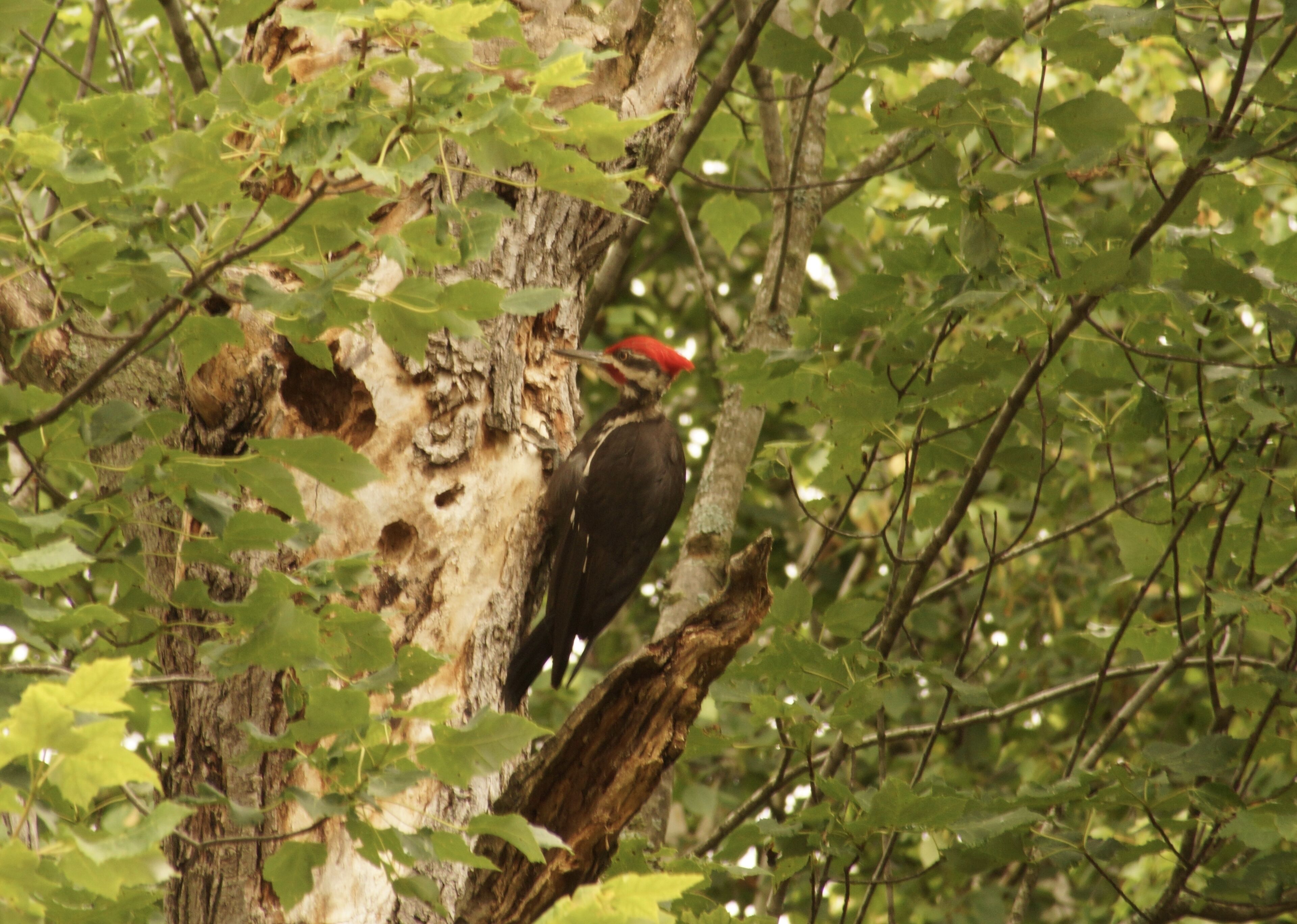 A bird perched on a tree branch surrounded by green foliage.