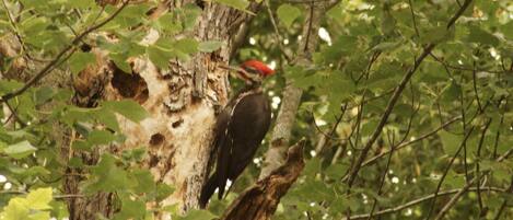 A bird perched on a tree branch surrounded by green foliage.