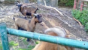 Oklassificerad bild, 3 av 27, knapp