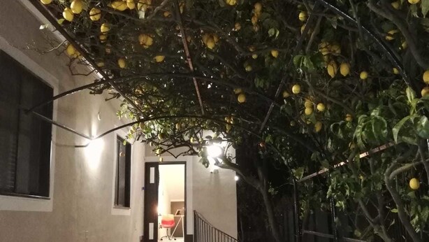 A covered walkway with a lemon tree, steps leading to a door, and potted plants along the sides. - B&B Guest Armonie (Torre del Greco)