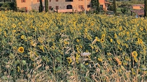 Ländliche Landschaft mit einem Steinhaus, umgeben von Sonnenblumenfeldern und Olivenbäumen, mit sanften Hügeln und verstreuten Gebäuden im Hintergrund.