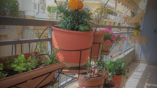 Ein Balkon mit mehreren Terrakottatöpfen, in denen verschiedene Pflanzen und Blumen stehen.