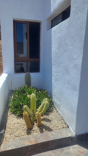 A corner of a building with a window and a cactus garden.