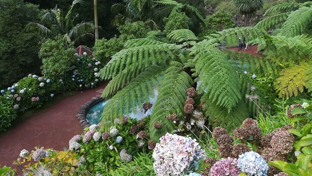 Un jardin luxuriant, avec une grande variété de plantes et un petit étang.