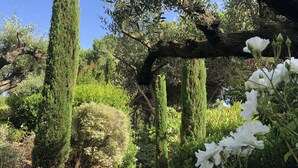 A garden with various plants and a large tree. - Modern Provencal Villa -  (Ramatuelle)