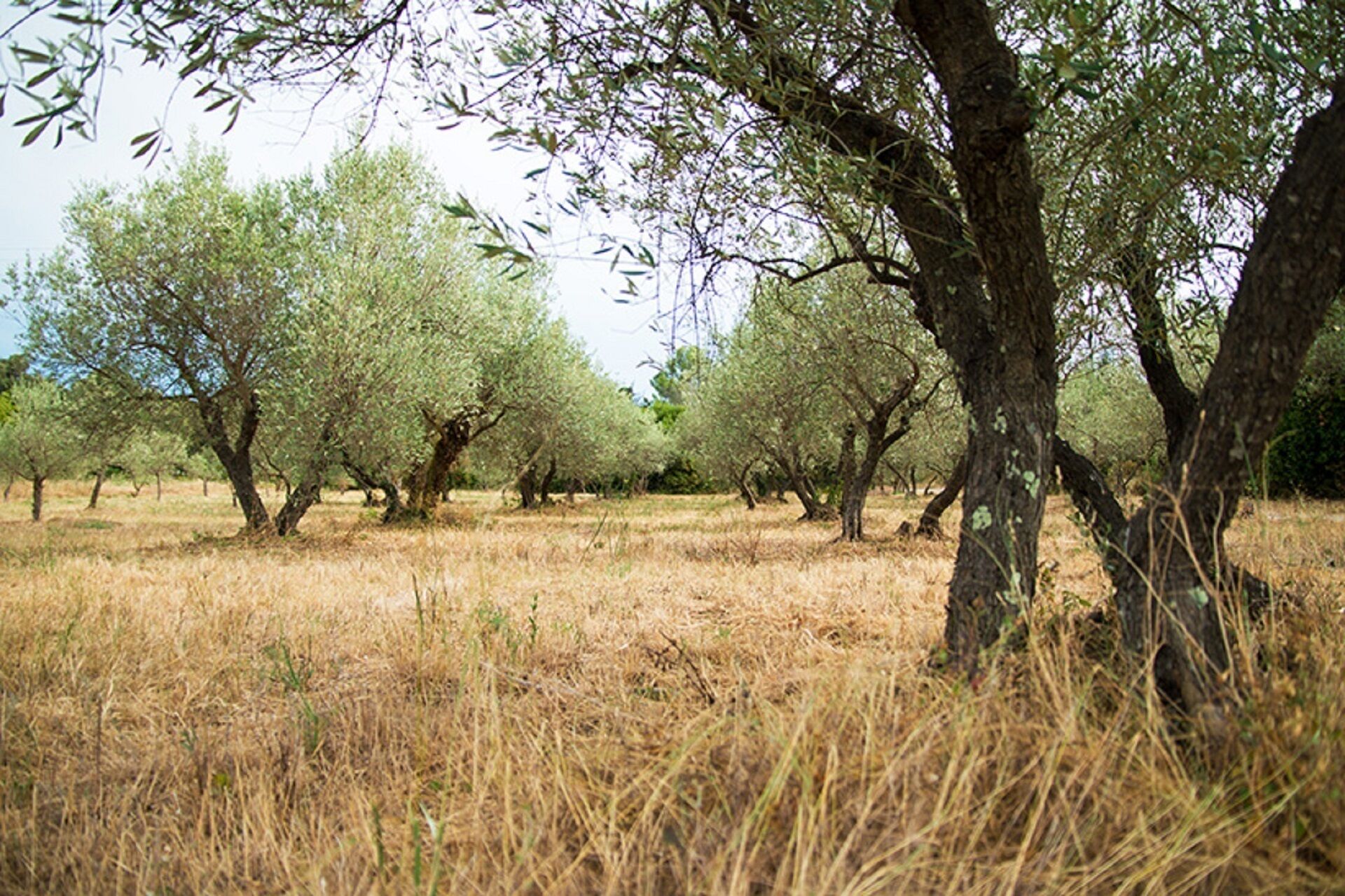 Une oliveraie avec des arbres adultes et de l’herbe sèche.