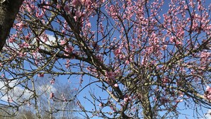 Eine Wiese mit einem Steinhaus und Bäumen mit rosa Blüten.
