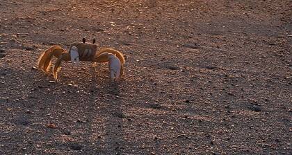 OCEANFRONT ! Family fun steps from the beach!😎🦀 pet friendly, linens included!