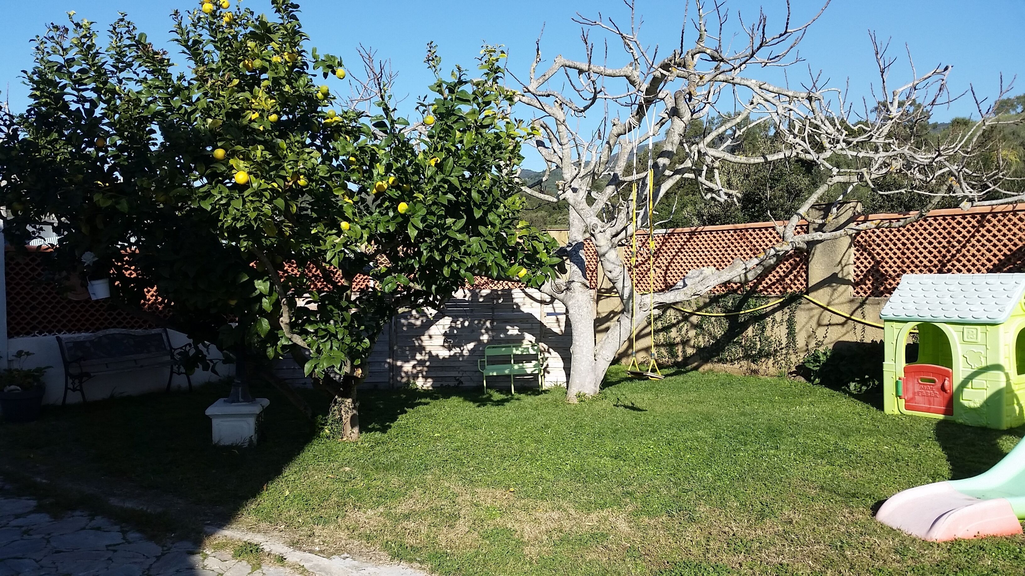 A backyard with a tree bearing fruit, a green bench, and a playhouse.