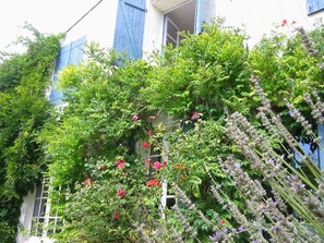 Exterior detail - Charming family house in a south walled closed garden, 2 bicycles (Sainte-Marie-de-Ré)