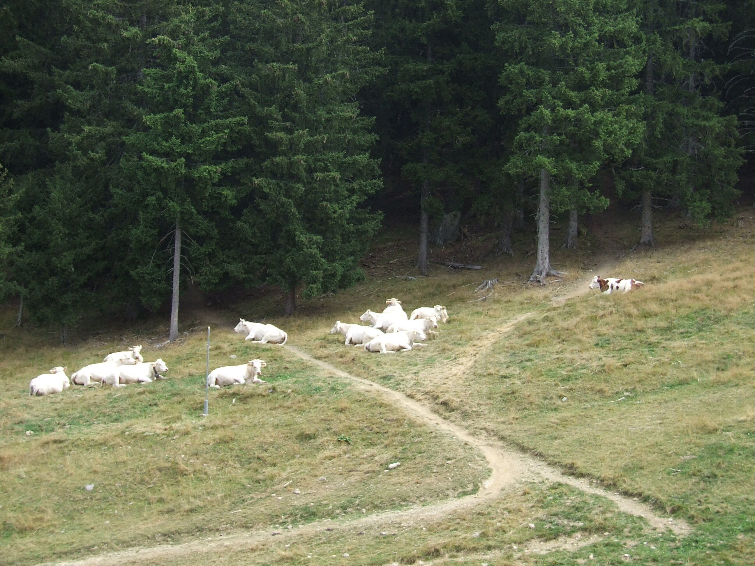 Un troupeau de moutons broute sur une colline herbeuse, avec une forêt en arrière-plan.