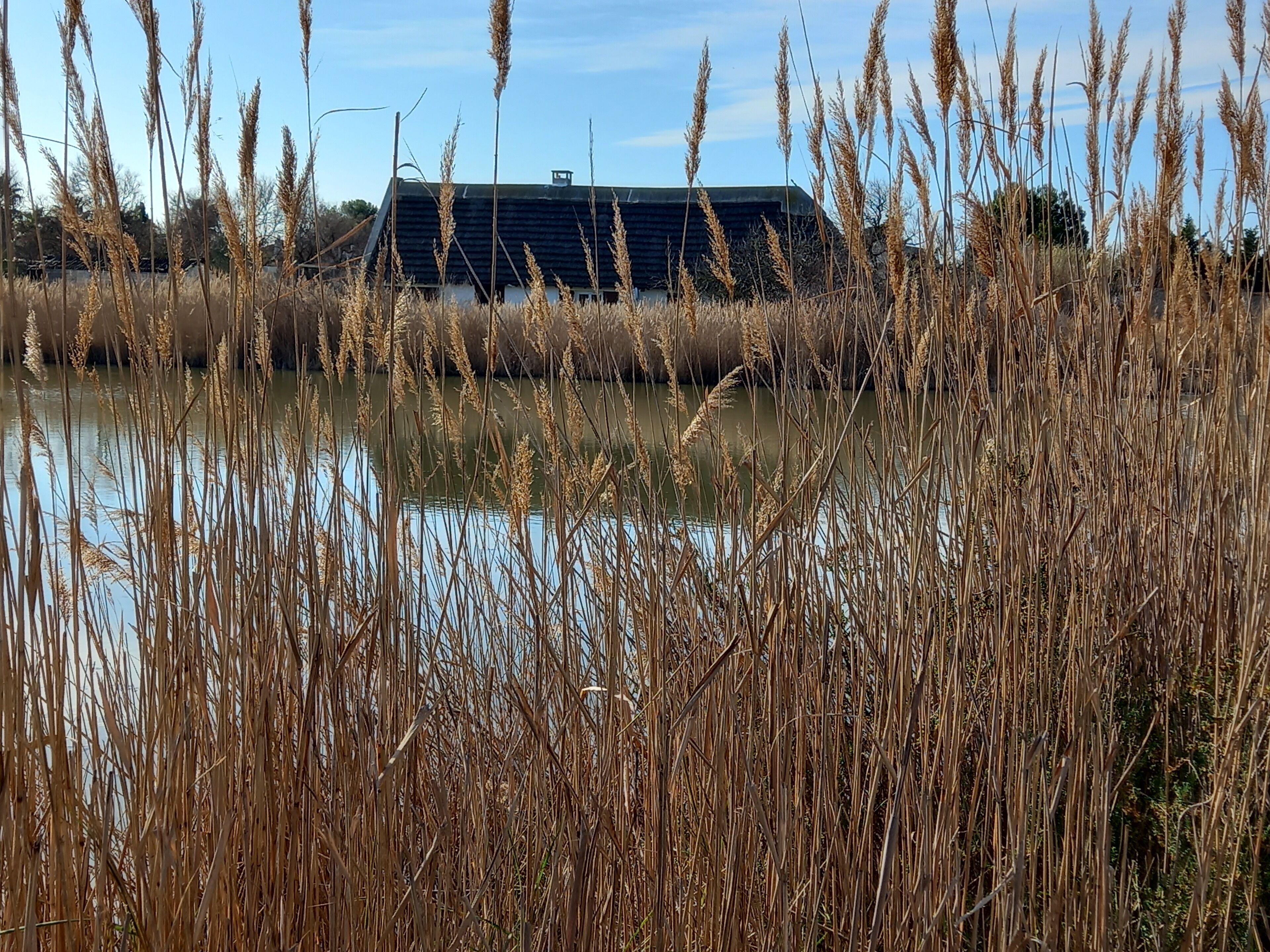 Un paysage rural avec de hautes herbes et un bâtiment en arrière-plan.
