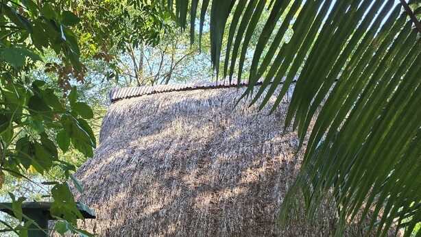 A thatched-roof structure with a paved pathway leading to it, surrounded by greenery. - Hotel Nueva Alianza (Ocosingo)