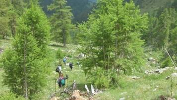 A forested area with hikers.