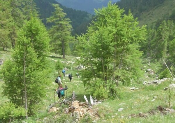 A forested area with hikers.