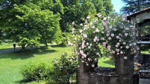 Un jardin avec un rosier planté dans un bac en pierre.