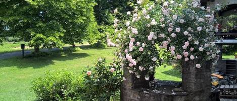 Un jardin avec un rosier planté dans un bac en pierre.