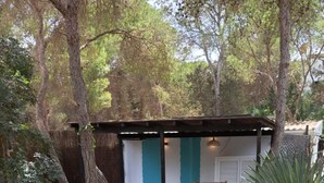 Un espacio al aire libre cubierto con un banco y una mesa, rodeado de árboles y un sendero de piedra.
