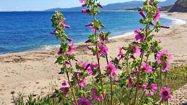 Ein Strand mit hoher Vegetation und freiem Blick auf den Ozean.