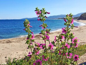 Een strand met roze bloemen in de voorgrond en een heldere blauwe zee op de achtergrond.