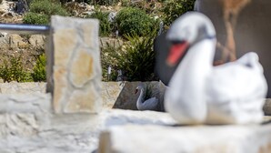 Um cisne em um compartimento de pedra com um fundo rochoso.