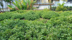 Jardines del alojamiento