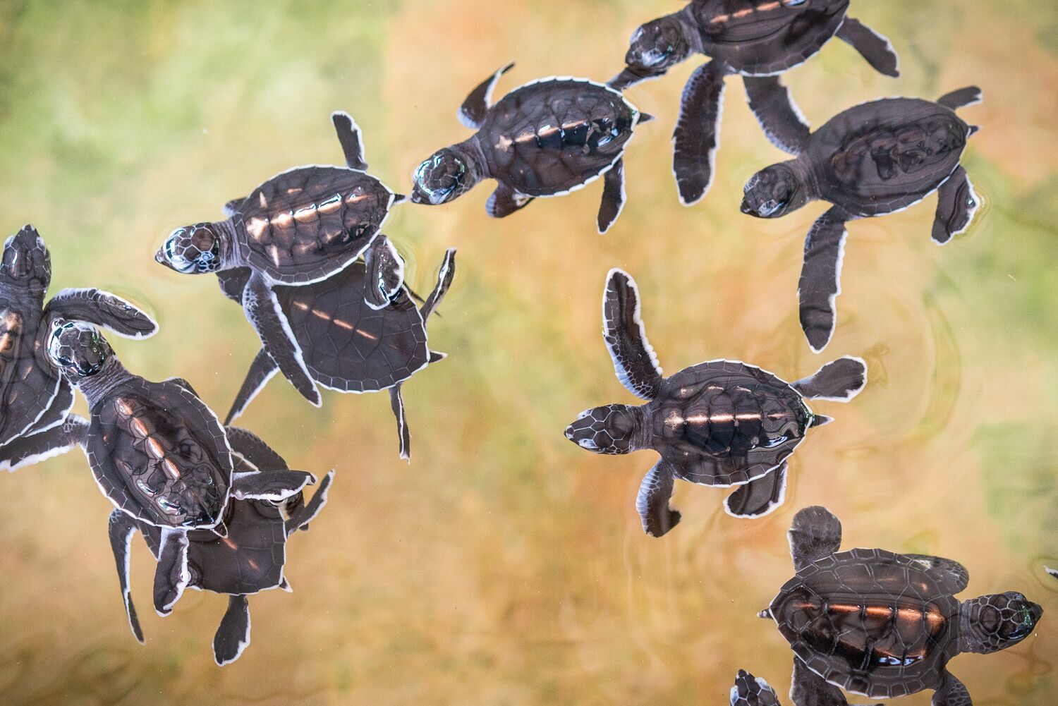 A group of sea turtles swimming in water.