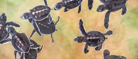 A group of sea turtles swimming in water.
