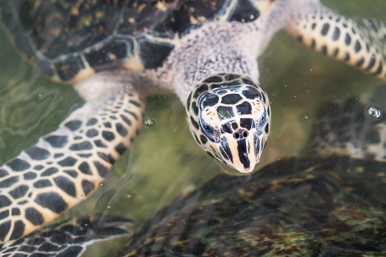 Una tortuga nadando en el agua.
