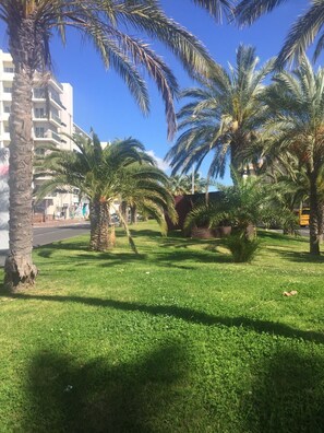 Stroll through a serene urban oasis with palm trees and paved paths.
