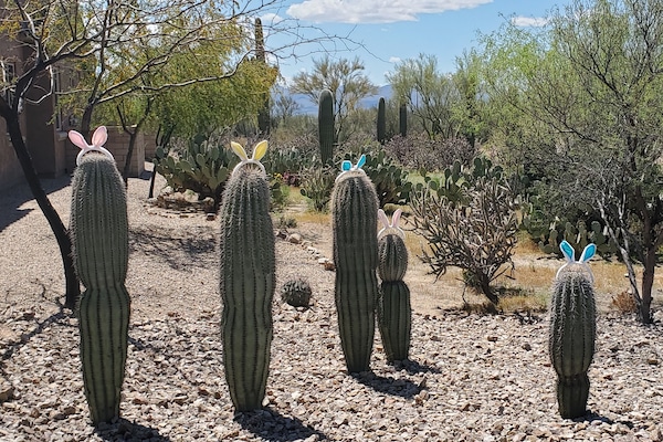 Saguaro bunnies