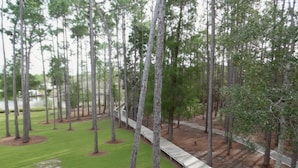Un parque con un paseo de madera, césped verde y árboles altos.
