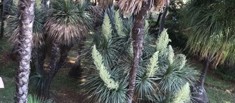 Palm Villa Room 2 - Extravagant VIEW