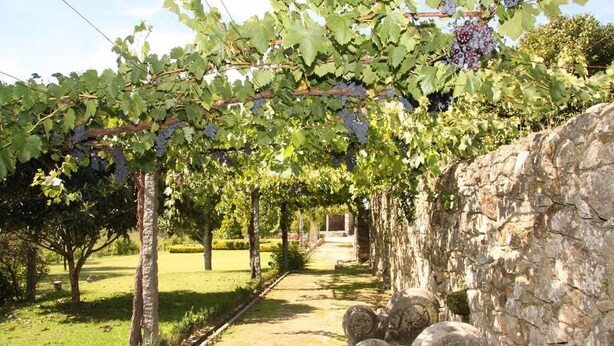 A vineyard with grapevines and stone walls. - Solar das Bouças (Amares)