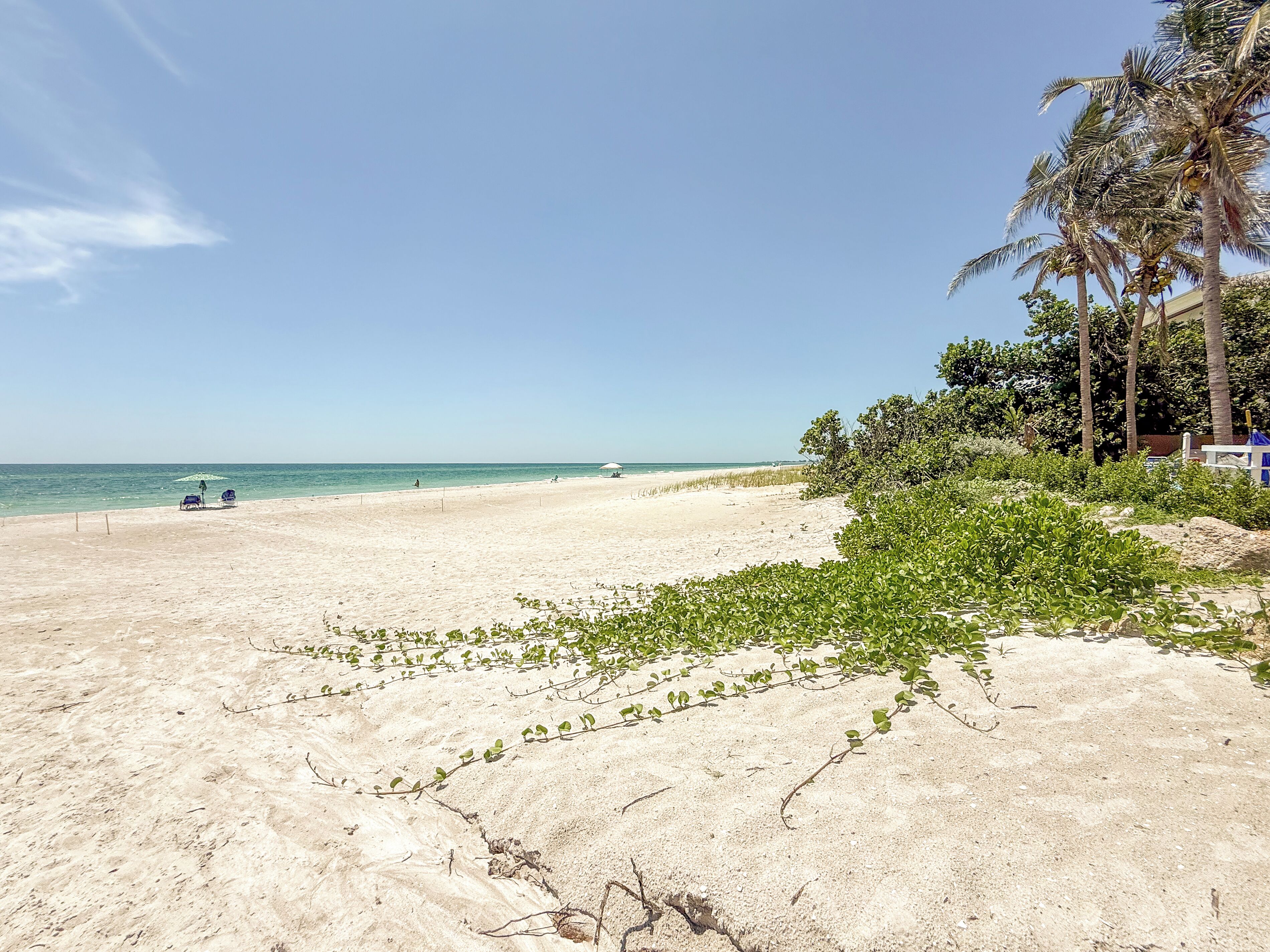 A beach with clear skies, sandy shore, and palm trees.
