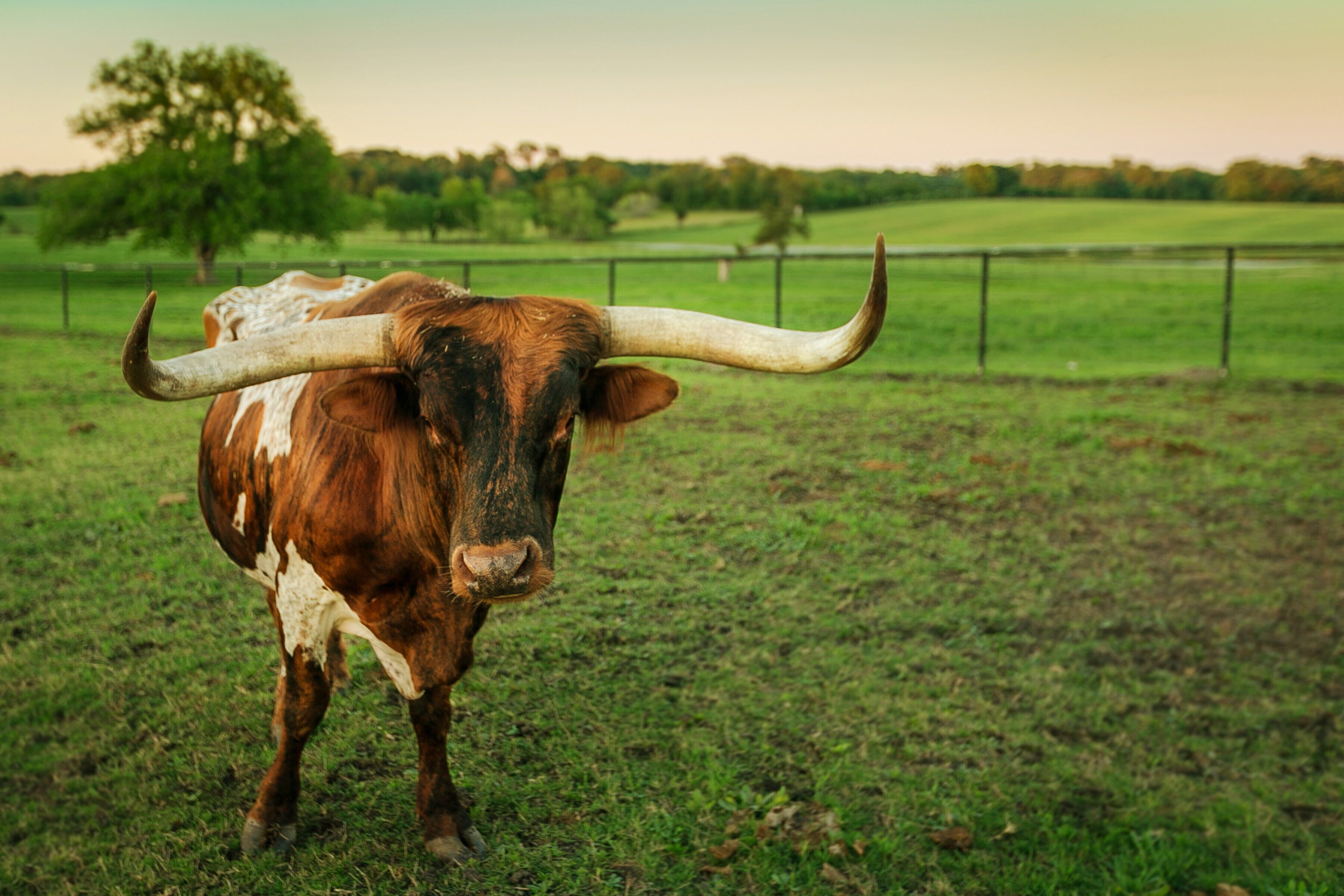 A bull with large horns standing in a grassy field.