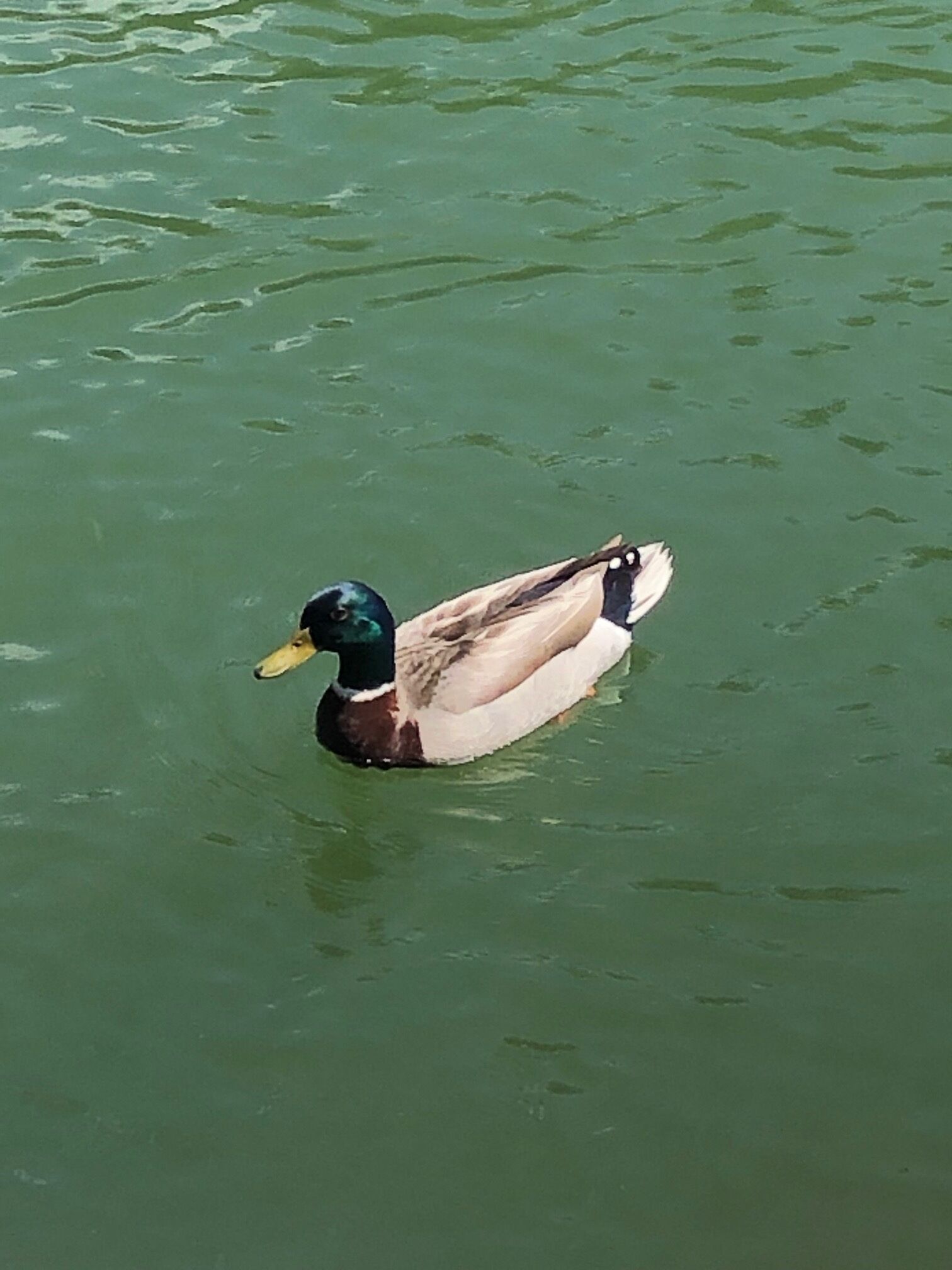 Eine Ente schwimmt in einem Gewässer.