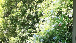 A window view of a garden with various plants and flowers. - F2 ON THE GROUND FLOOR 150m from the beaches and shops / 5pers / 48m2 (Cagnes-Sur-Mer)
