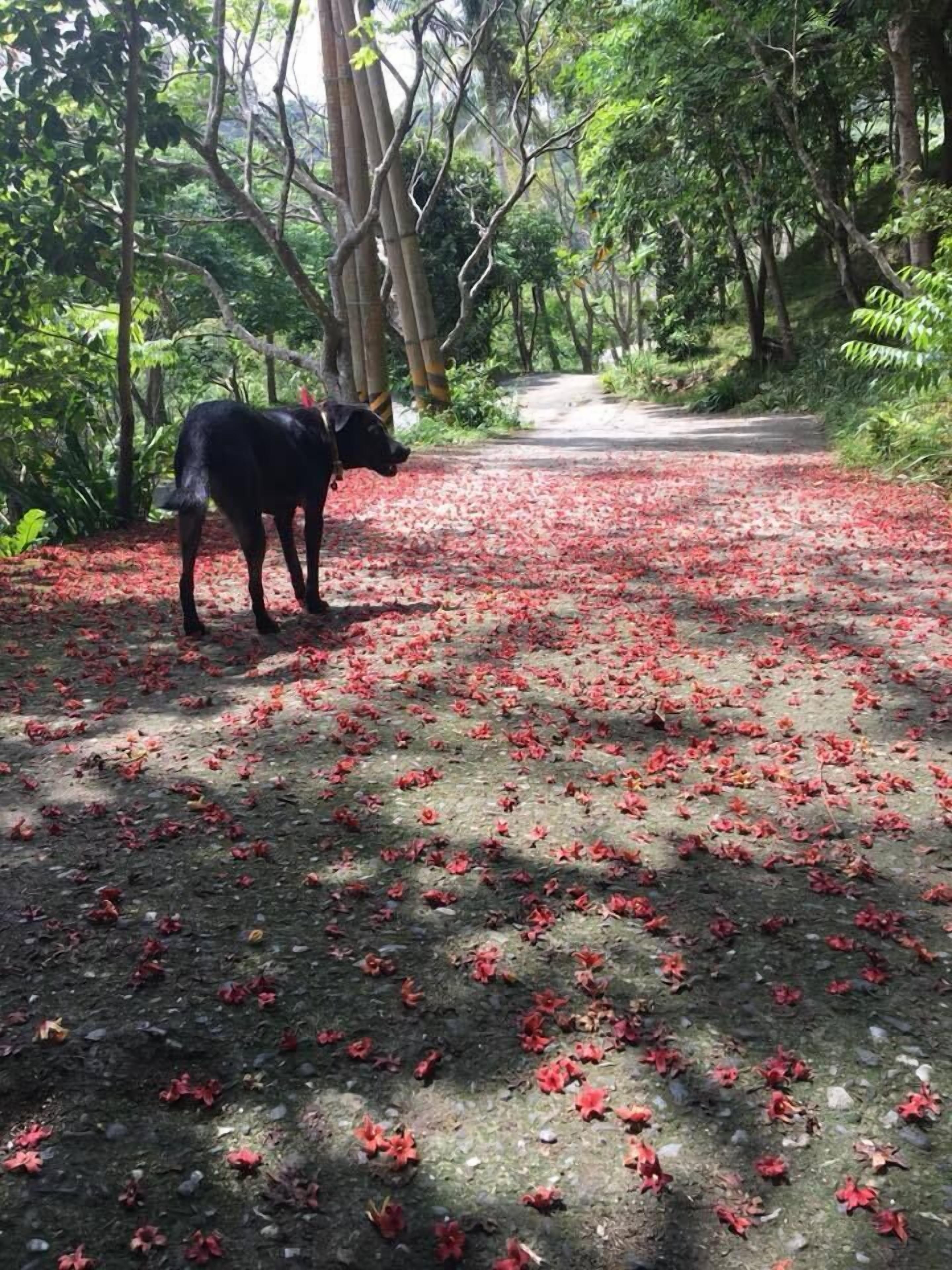 Un perro negro parado sobre un sendero cubierto de hojas rojas.