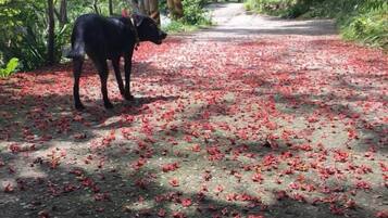 Un perro negro parado sobre un sendero cubierto de hojas rojas.