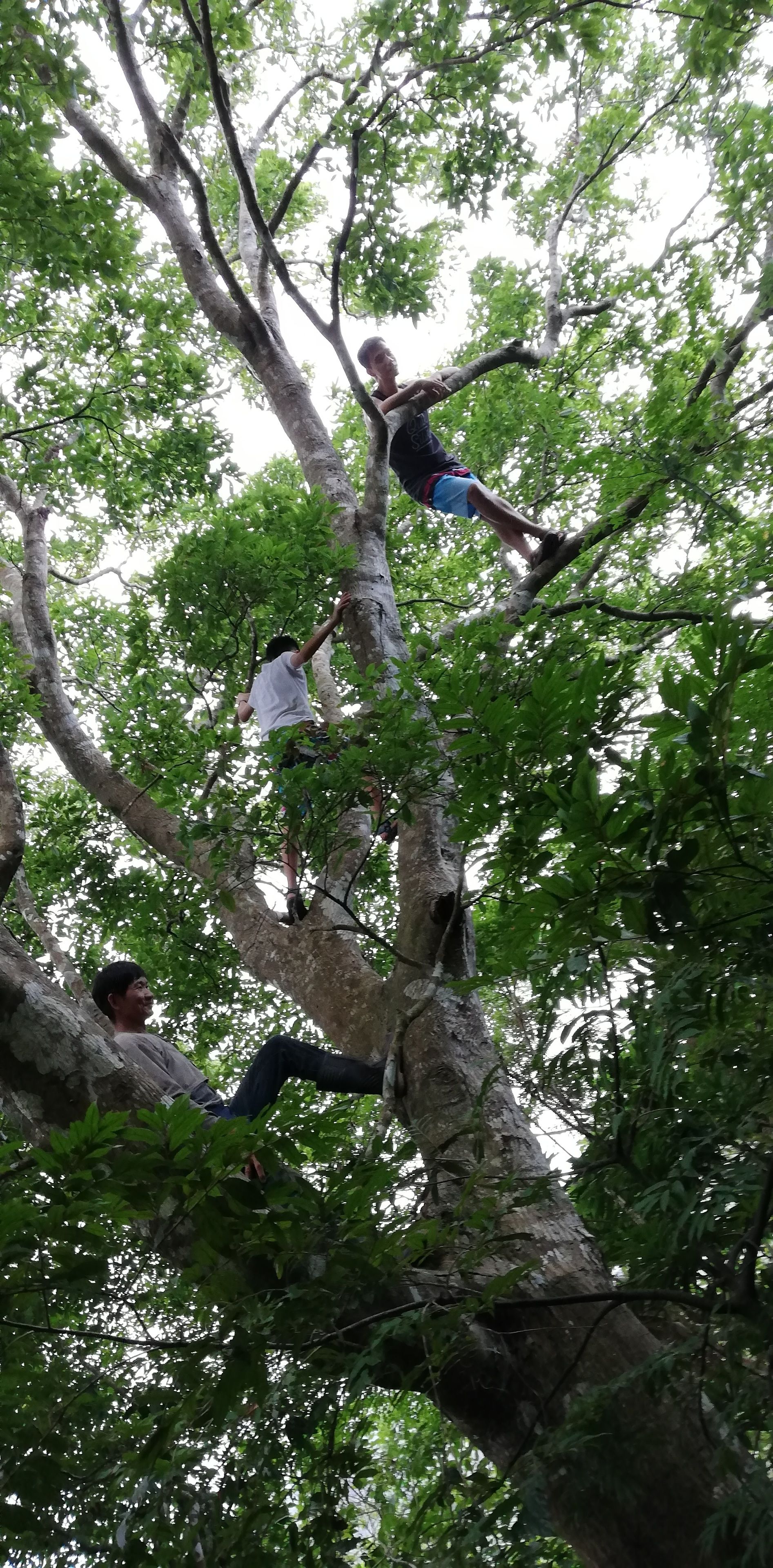 Una persona escalando un árbol.